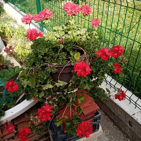 Appartamento Milica