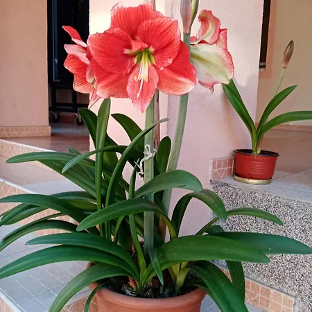 Milica 维尔蒂尼克