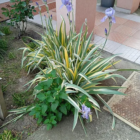 Milica * 维尔蒂尼克