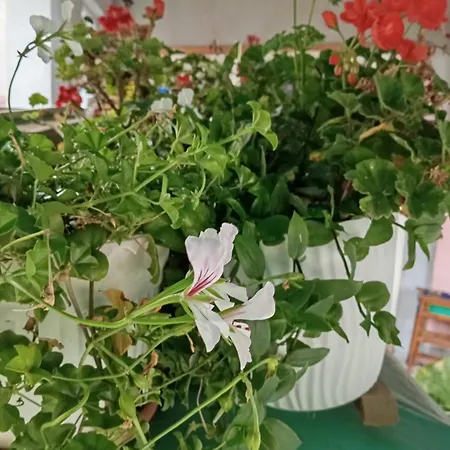 Milica 维尔蒂尼克