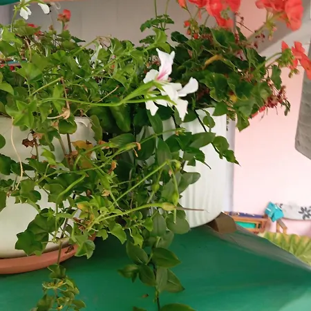 Apartamento Milica Vrdnik