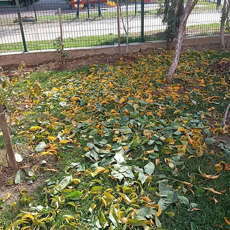 Apartman Milica Vrdnik